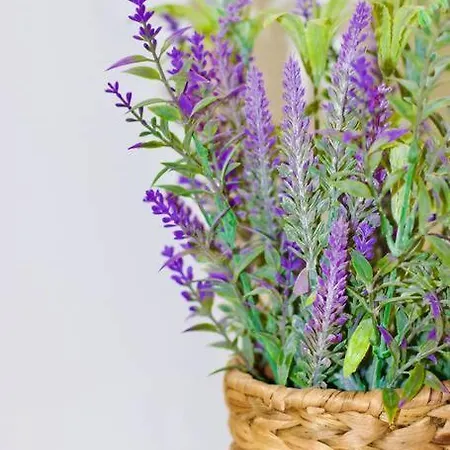 Apartman Sweethome - Da Rocha *